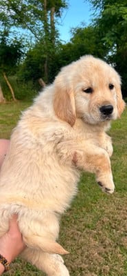 Les chiots de Golden Retriever