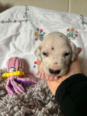 Dalmatien
