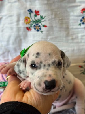 collier vert - Dalmatien