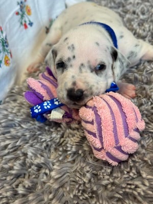 collier bleu - Dalmatien