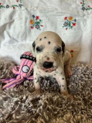 collier noir - Dalmatien