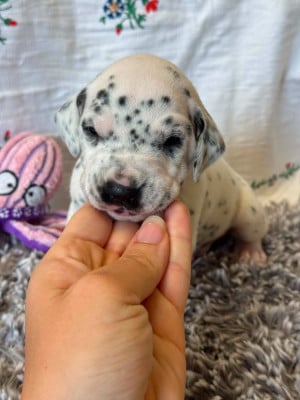 collier violet - Dalmatien