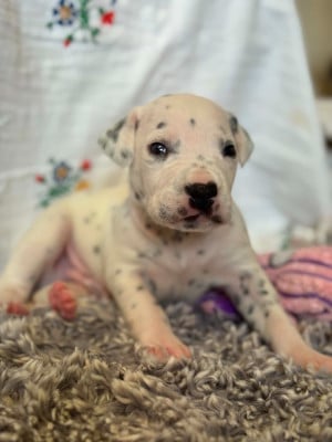 Sans collier - Dalmatien