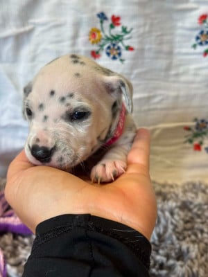 collier rose - Dalmatien