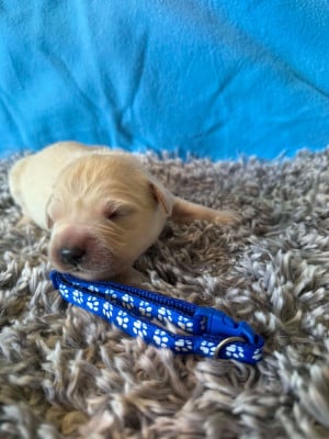 Les chiots de Golden Retriever