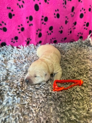 Les chiots de Golden Retriever
