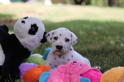 Les chiots de Dalmatien