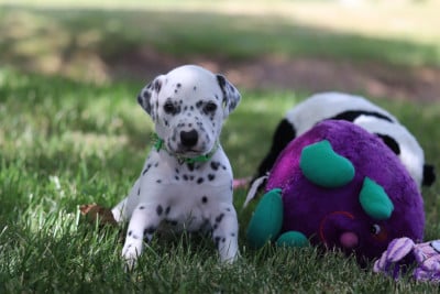 Les chiots de Dalmatien