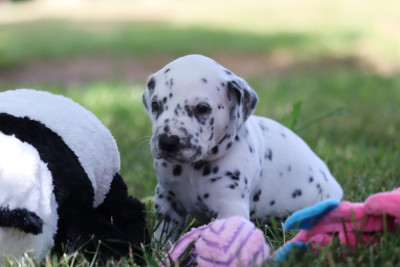 Les chiots de Dalmatien