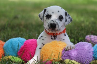Les chiots de Dalmatien