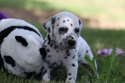 Les chiots de Dalmatien