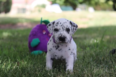 Les chiots de Dalmatien