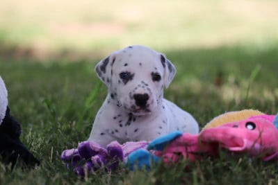 Les chiots de Dalmatien
