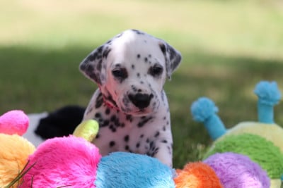 Les chiots de Dalmatien