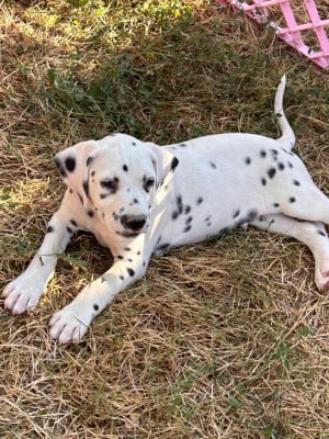 Les chiots de Dalmatien