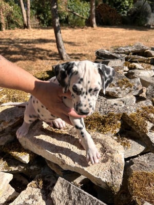 Les chiots de Dalmatien