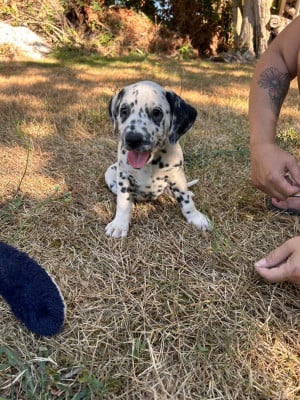 Les chiots de Dalmatien