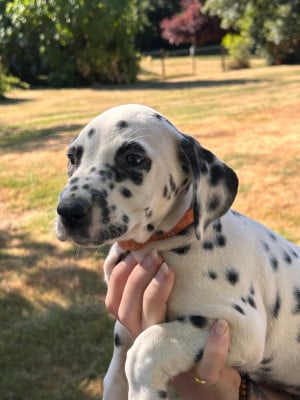 Les chiots de Dalmatien