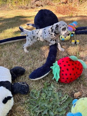 Les chiots de Dalmatien
