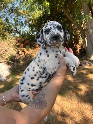 Les chiots de Dalmatien