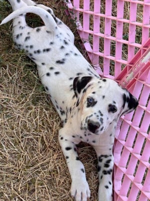 Les chiots de Dalmatien