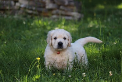 Les chiots de Golden Retriever