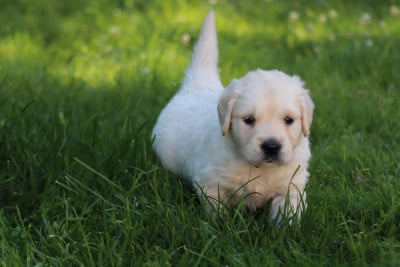 Les chiots de Golden Retriever