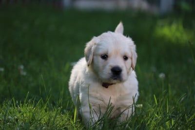 Les chiots de Golden Retriever