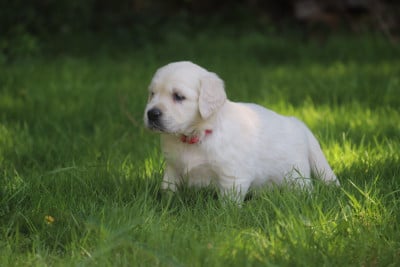 Les chiots de Golden Retriever