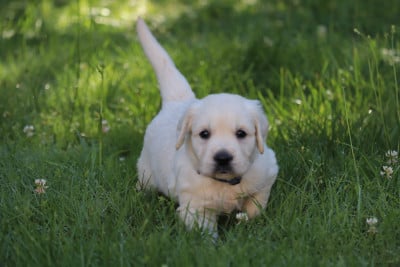 Les chiots de Golden Retriever
