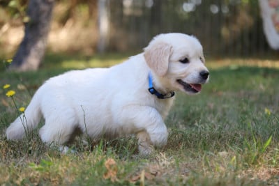 Les chiots de Golden Retriever