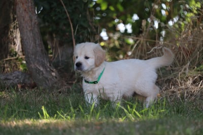 Les chiots de Golden Retriever