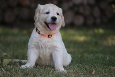 Les chiots de Golden Retriever