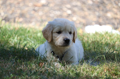 Les chiots de Golden Retriever
