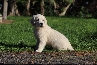 Les chiots de Golden Retriever
