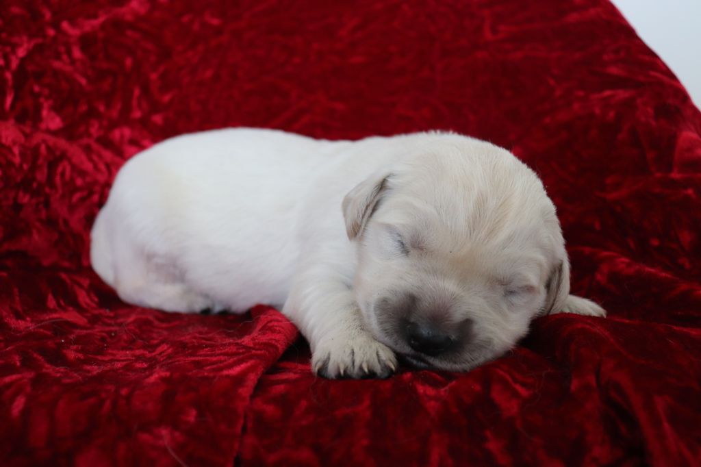 CHIOT collier bleu ciel - Golden Retriever