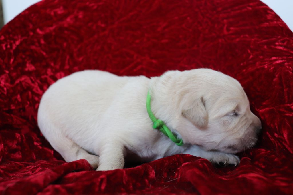 Renoir collier vert - Golden Retriever