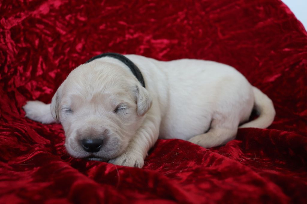 RIO collier noir - Golden Retriever
