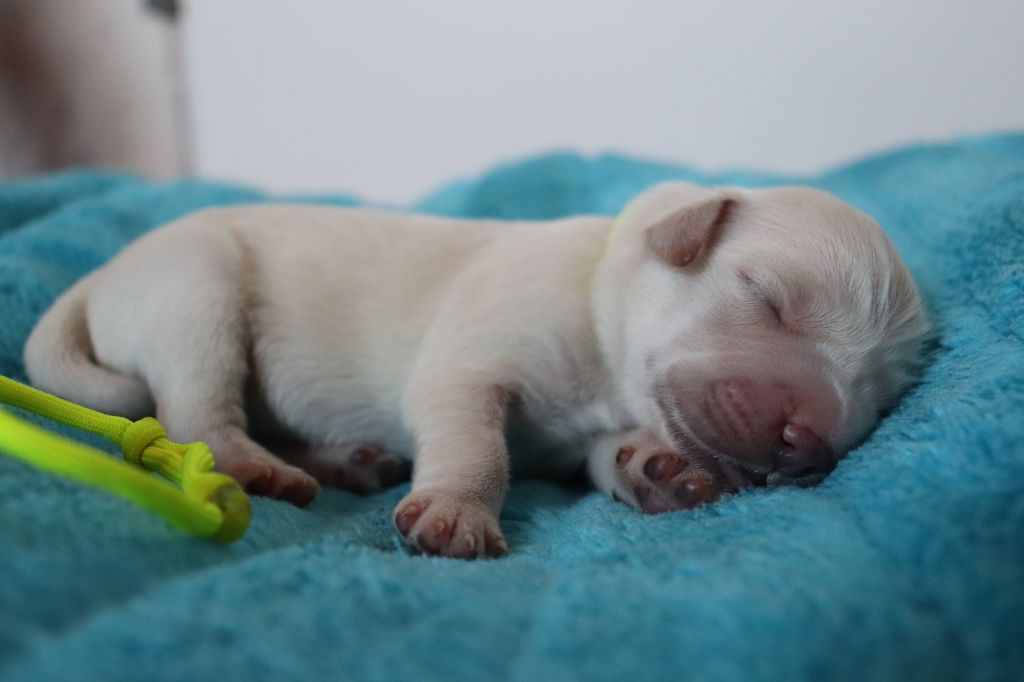 CHIOT collier jaune - Golden Retriever