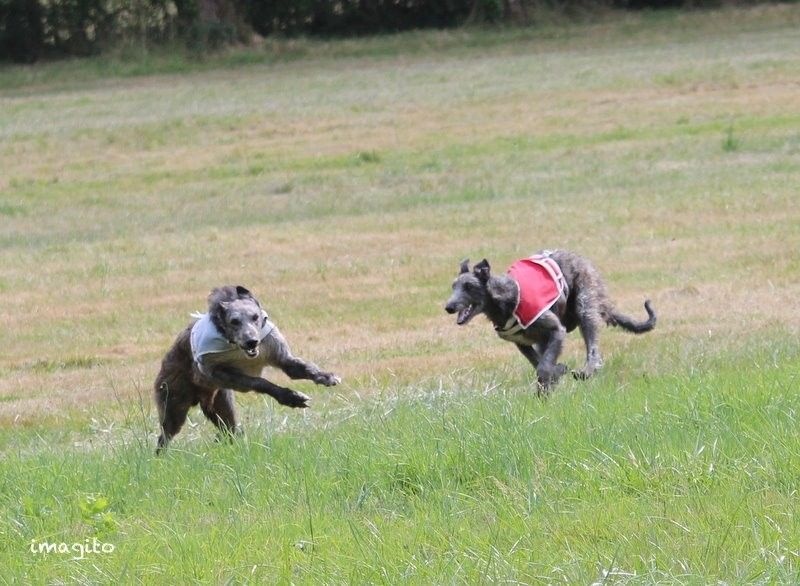 CH. Tpo grand ciel du Triple Bois - CACP : 7 engagés 49 points