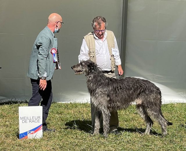 Mac-seraph du Triple Bois - CACS, CACIB, Meilleur de RACE