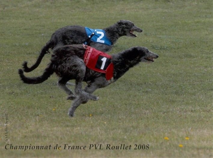 CH. Tpo. lsp. bonnes fêtes du Triple Bois - Championne de France Poursuite a Vue sur Leurre