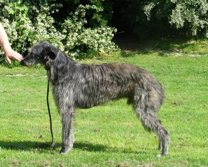 CH. Tpo grand ciel du Triple Bois - Cacs Cacib mâle Spéciale de Race Nantes 2014