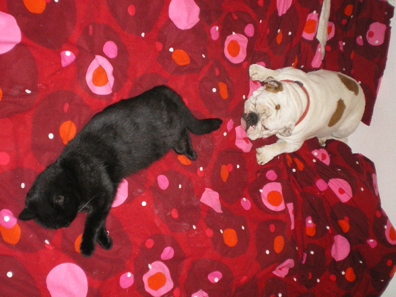 Publication : de la Brume des Ambres Auteur : Sandrine Dupire Lanoue