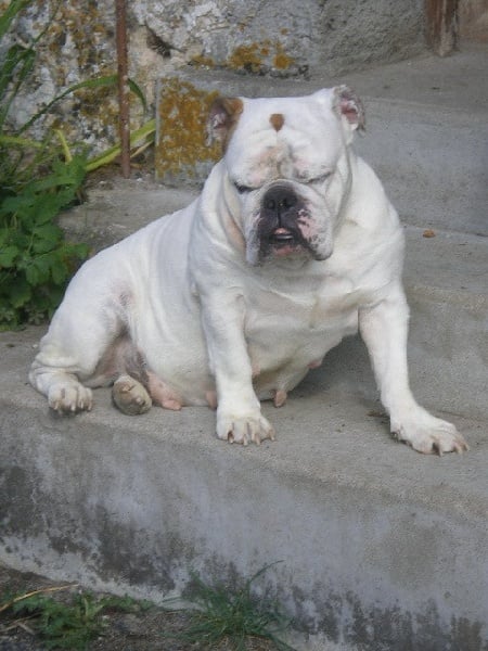 Publication : de la Brume des Ambres Auteur : Sandrine Dupire Lanoue