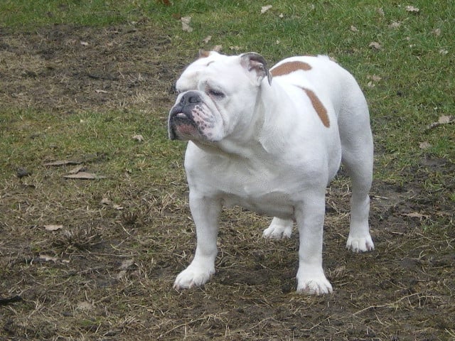 Publication : de la Brume des Ambres Auteur : Sandrine Dupire Lanoue