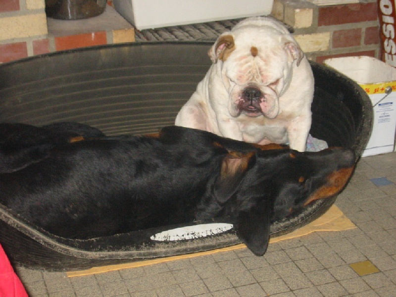 Publication : de la Brume des Ambres Auteur : Sandrine Dupire Lanoue