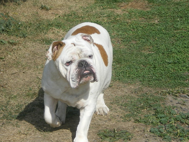 Publication : de la Brume des Ambres Auteur : Sandrine Dupire Lanoue