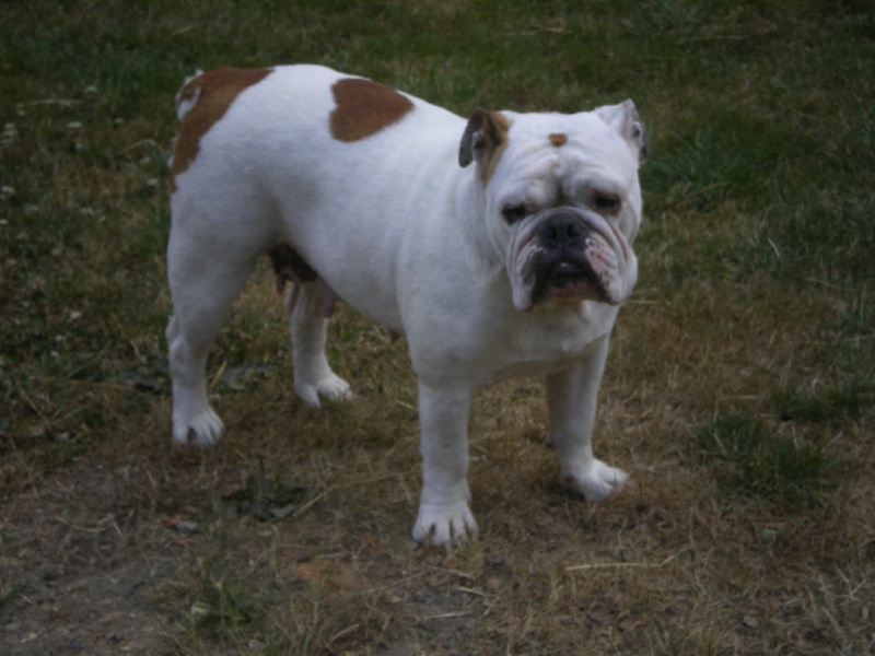 Publication : de la Brume des Ambres Auteur : Sandrine Dupire Lanoue