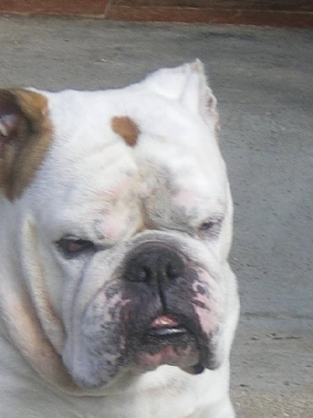 Publication : de la Brume des Ambres Auteur : Sandrine Dupire Lanoue